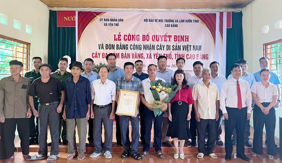 Cao[-]Bằng:[-]C&ocirc;ng[-]nhận[-]c&acirc;y[-]Đa[-]x&oacute;m[-]Bản[-]V&agrave;ng,[-]x&atilde;[-]Y&ecirc;n[-]Thổ[-]l&agrave;[-]C&acirc;y[-]Di[-]sản[-]Việt[-]Nam